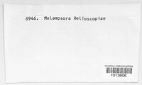 Melampsora euphorbiae image